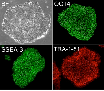 iPS Cell Lines illustration