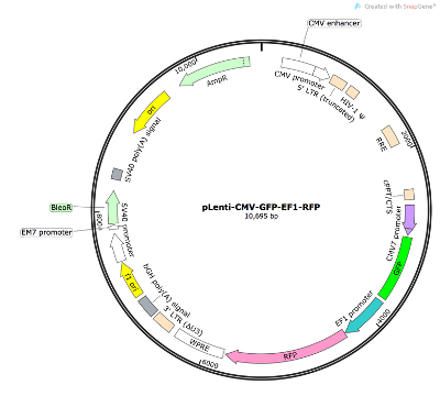 pLenti-CMV-GFP-EF1α-RFP Lentiviral Reporter Plasmid