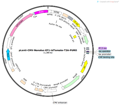 pLenti-CMV-NanoLuc-EF1-RFP-T2A-PURO Lentiviral Reporter Plasmid