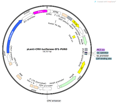 pLenti-CMV-Luciferase-EF1-PURO Lentiviral Reporter Plasmid