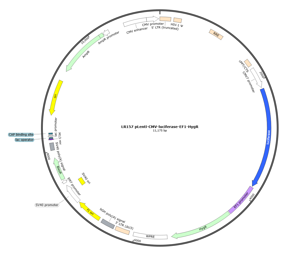 pLenti-CMV-luciferase-EF1-HygR Lentiviral Reporter Plasmid