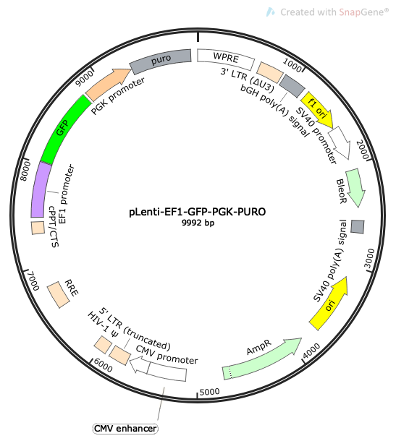 pLenti-EF1-GFP-PGK-Puro Lentiviral Reporter Plasmid