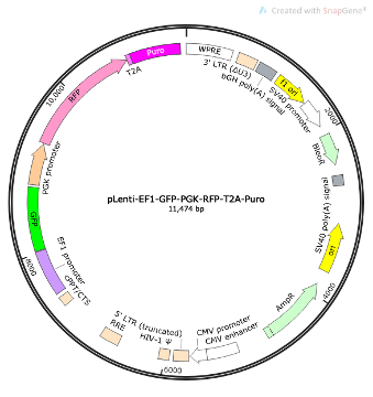 pLenti-EF1-GFP-PGK-RFP-T2A-Puro Lentiviral Reporter Vector