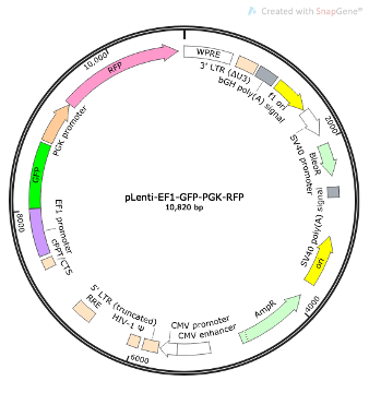 pLenti-EF1-GFP-PGK-RFP Lentiviral Reporter Plasmid