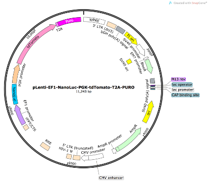 pLenti-EF1-NanoLuc-PGK-RFP-T2A-PURO Lentiviral Reporter Plasmid