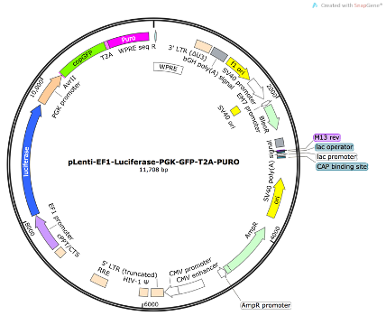 pLenti-EF1-Luciferase-PGK-GFP-T2A-PURO Lentiviral Reporter Plasmid