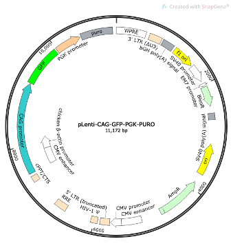 pLenti-CAG-GFP-PGK-Puro Lentiviral Reporter Plasmid