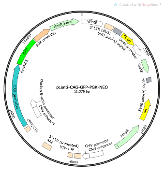 pLenti-CAG-GFP-PGK-NEO Lentiviral Reporter Plasmid