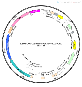 pLenti-CAG-Luciferase-PGK-RFP-T2A-PURO Lentiviral Reporter Plasmid