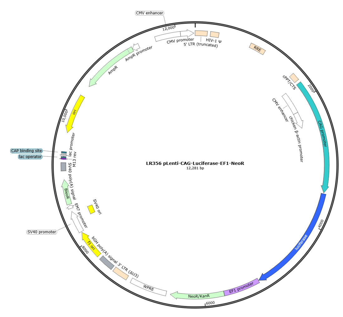pLenti-CAG-luciferase-EF1-NeoR Lentiviral Reporter Plasmid