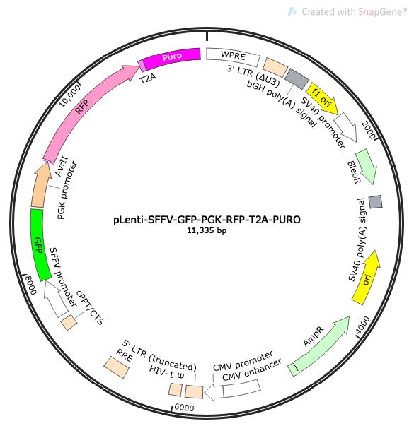pLenti-SFFV-GFP-PGK-RFP-T2A-Puro Lentiviral Reporter Plasmid