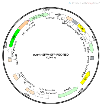 pLenti-SFFV-GFP-PGK-NEO Lentiviral Reporter Plasmid