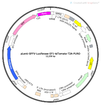 pLenti-SFFV-Luciferase-EF1-RFP-T2A-PURO Lentiviral Reporter Plasmid