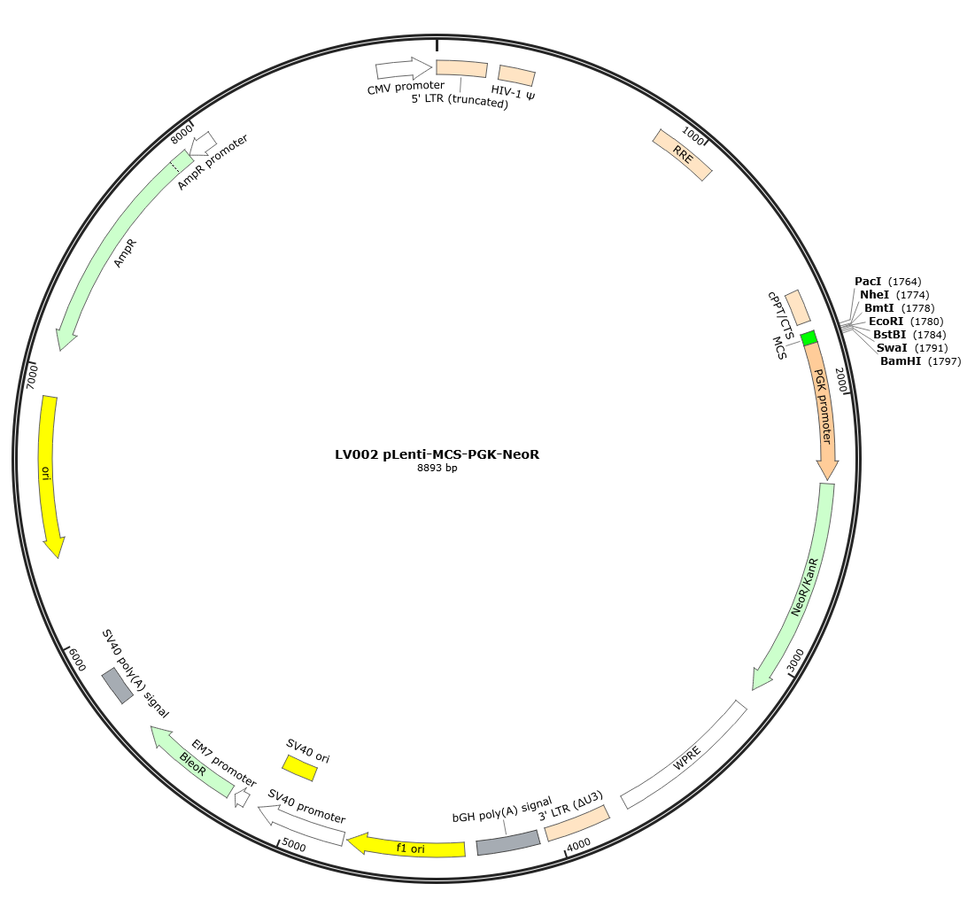 pLenti-MCS-PGK-NeoR Lentivirial Expression Vector