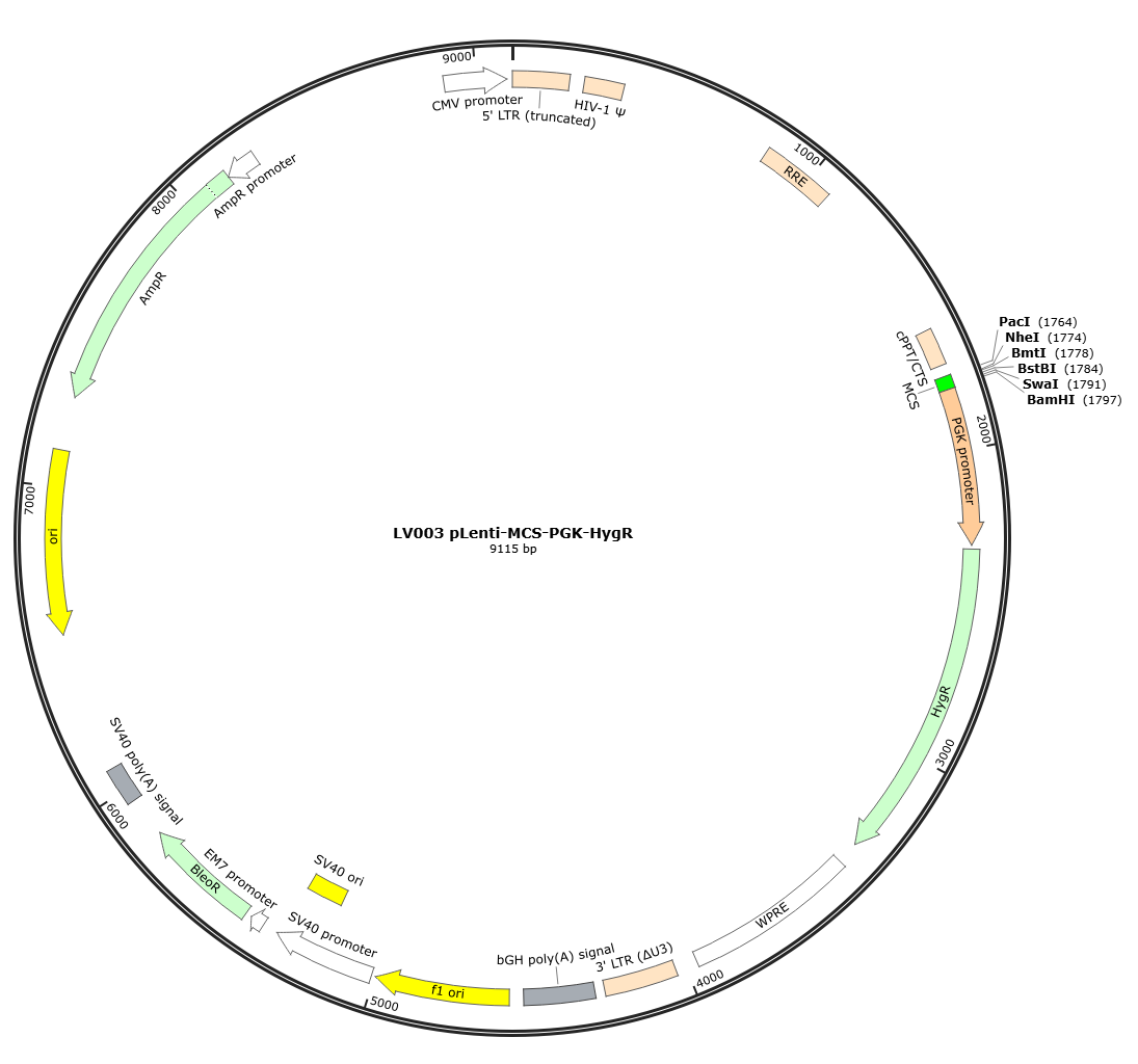 pLenti-MCS-PGK-HygR Lentivirial Expression Vector