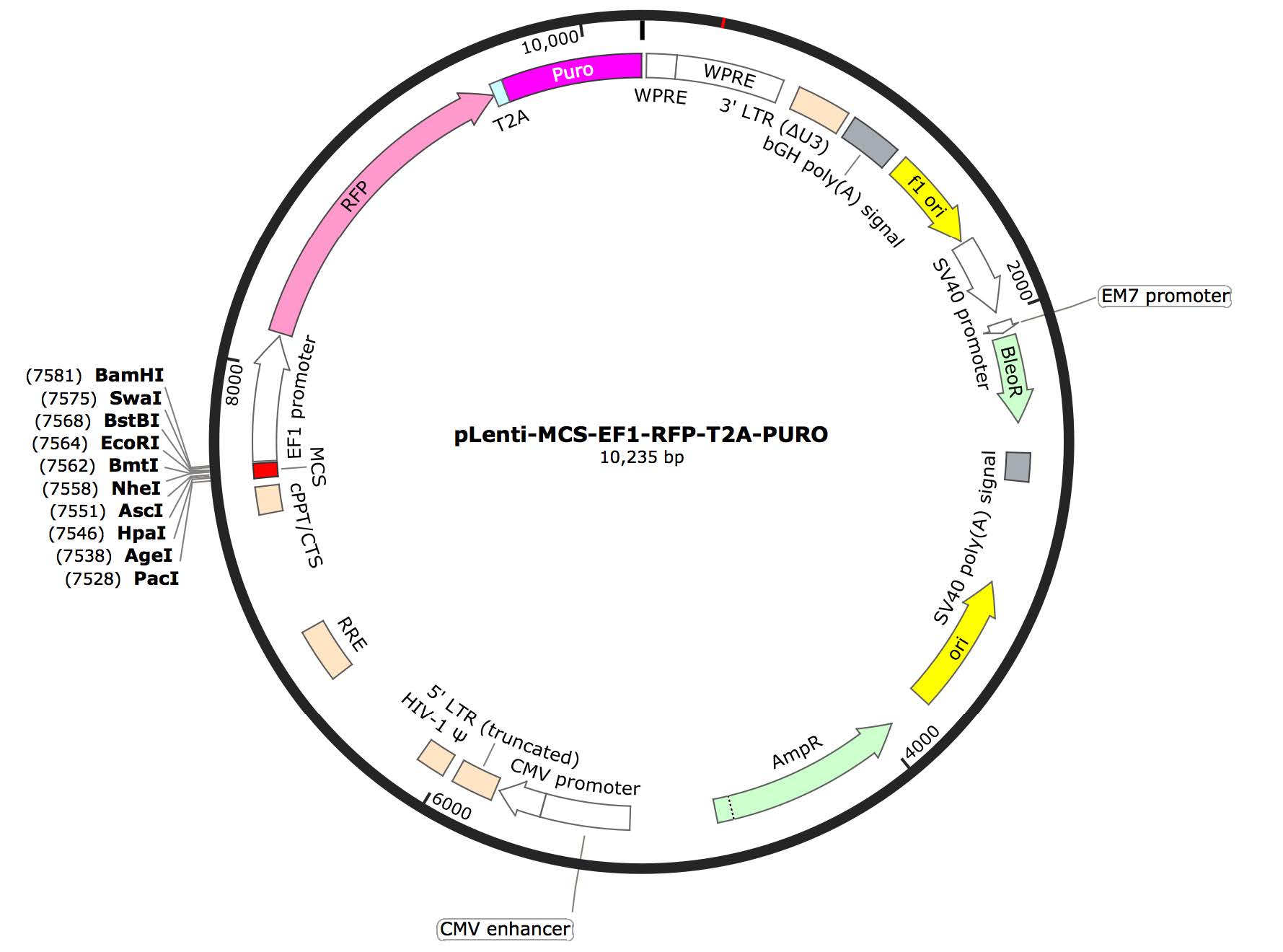 pLenti-MCS-EF1-RFP-T2A-puro Lentiviral Expression Vector