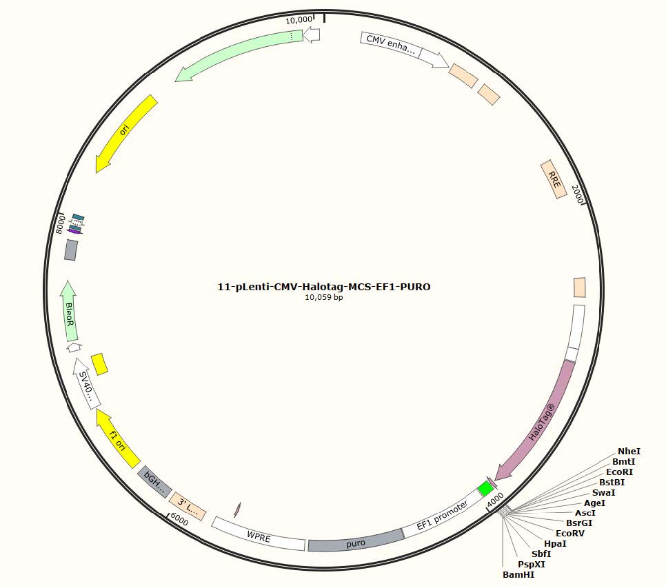 pLenti-CMV-HaloTag-MCS-EF1-PURO Lentiviral Vector