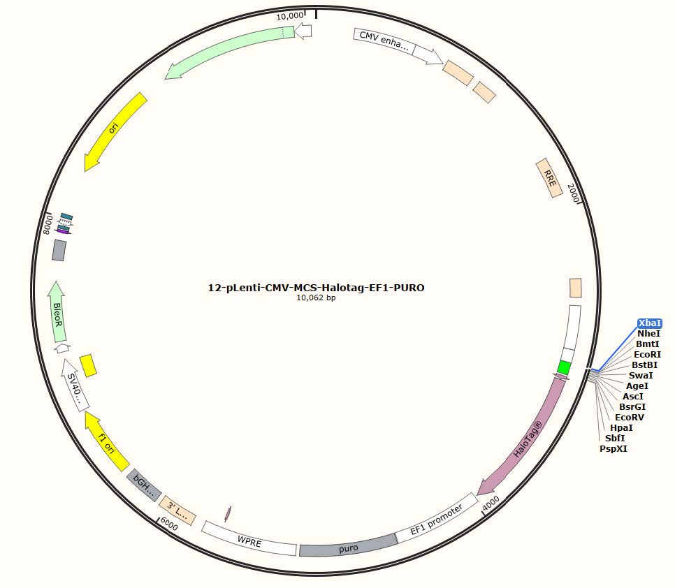 pLenti-CMV-MCS-Halotag-EF1-PURO Lentiviral Vector