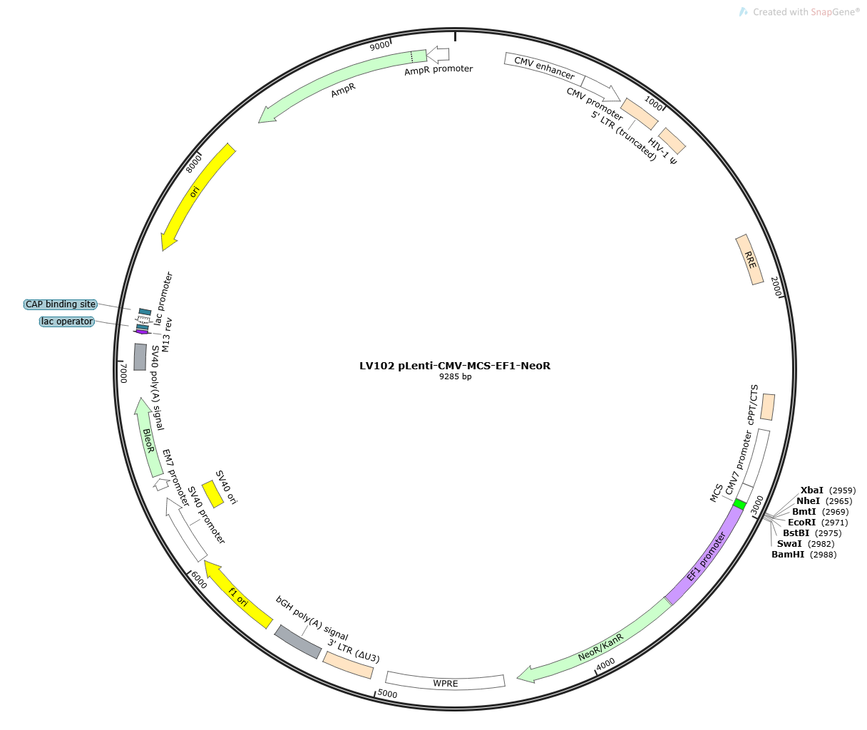 pLenti-CMV-MCS-EF1-NeoR Lentivirial Expression Vector