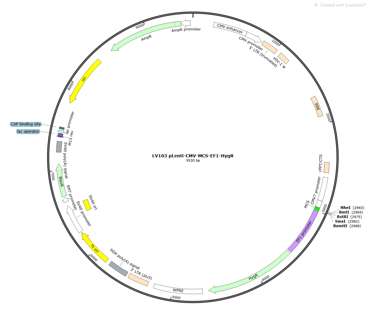 pLenti-CMV-MCS-EF1-HygR Lentivirial Expression Vector