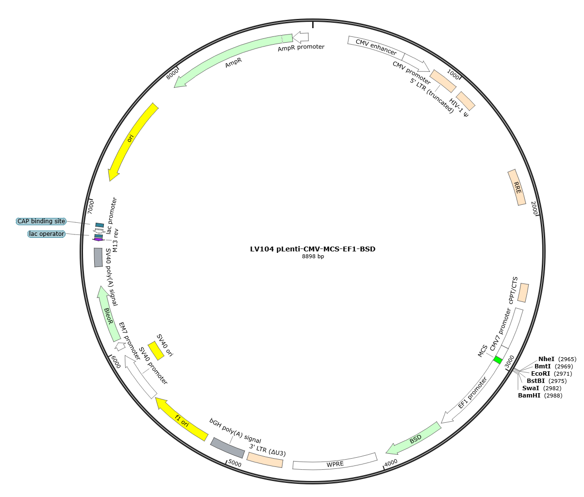 pLenti-CMV-MCS-EF1-BSD Lentivirial Expression Vector