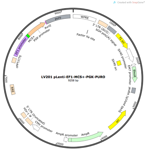 pLenti-EF1-MCS-PGK-PURO Lentiviral Expression Vector