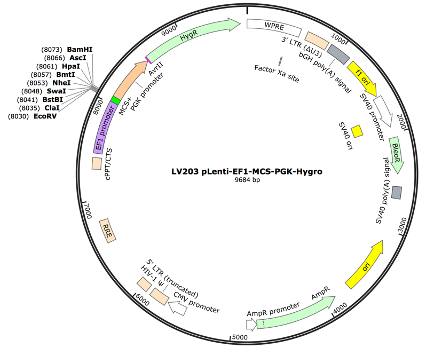 pLenti-EF1-MCS-PGK-Hygro Lentiviral Expression Vector