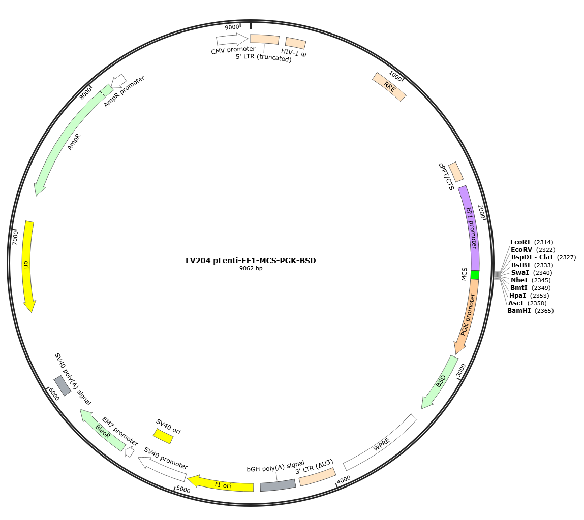 pLenti-EF1-MCS-PGK-BSD Lentivirial Expression Vector