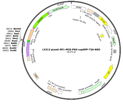 pLenti-EF1-MCS-PGK-GFP-T2A-Neo Lentiviral Expression Vector