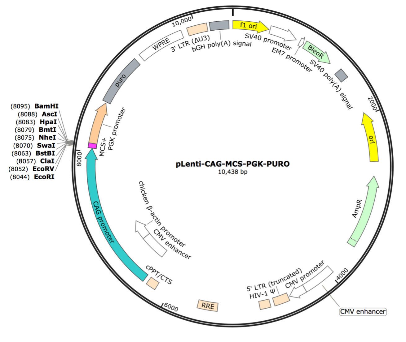 pLenti-CAG-MCS-PGK-Puro Lentiviral Expression Vector