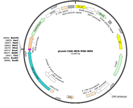 pLenti-CAG-MCS-PGK-NEO Lentiviral Expression Vector