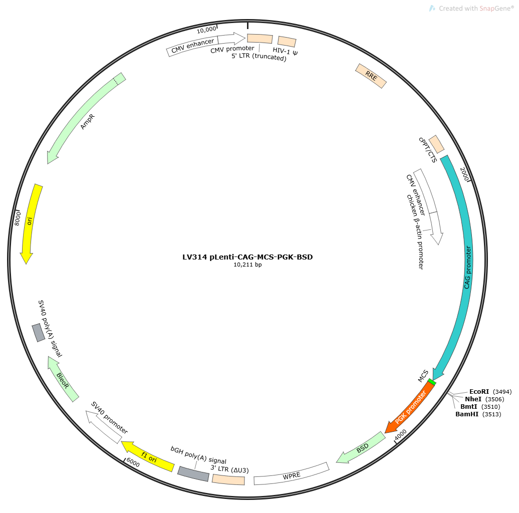 pLenti-CAG-MCS-PGK-BSD Lentivirial Expression Vector
