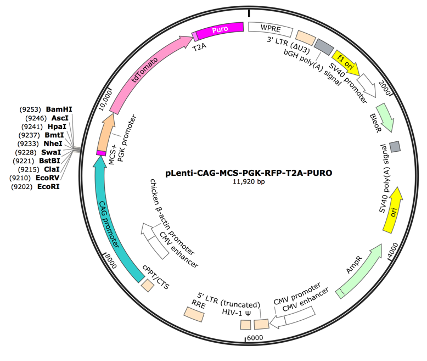 pLenti-CAG-MCS-PGK-TdTomato-T2A-Puro Lentiviral Expression Vector