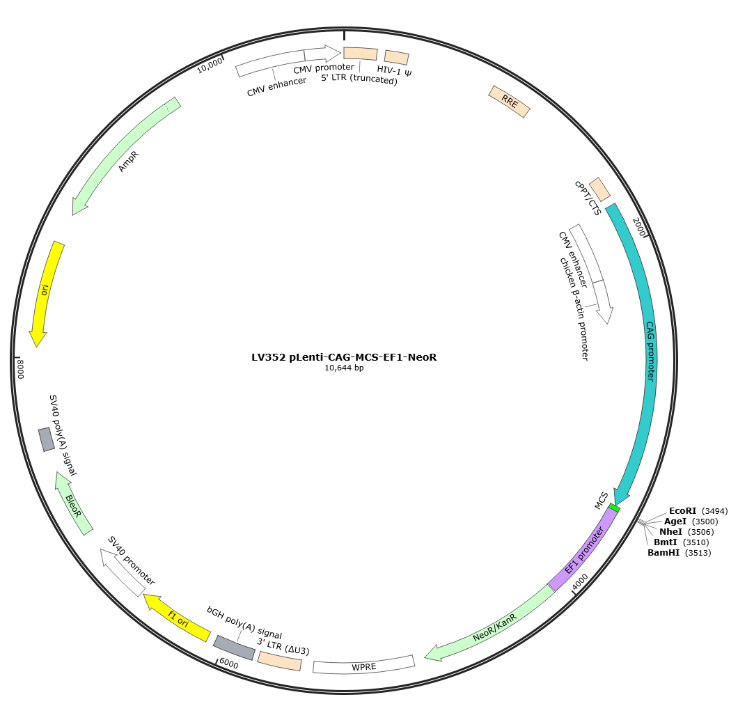 pLenti-CAG-MCS-EF1-NeoR Lentivirial Expression Vector