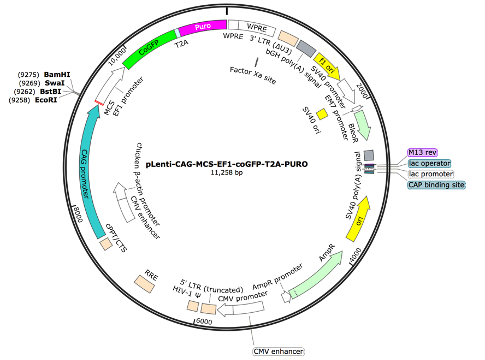 pLenti-CAG-MCS-EF1-coGFP-T2A-PURO Lentiviral Expression Vector