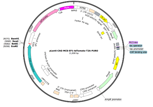 pLenti-CAG-MCS-EF1-TdTomato-T2A-Puro Lentiviral Expression Vector