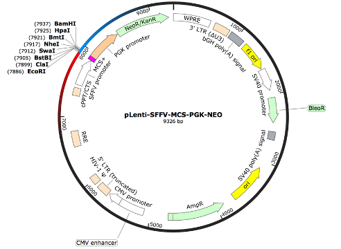 pLenti-SFFV-MCS-PGK-NEO Lentiviral Expression Vector