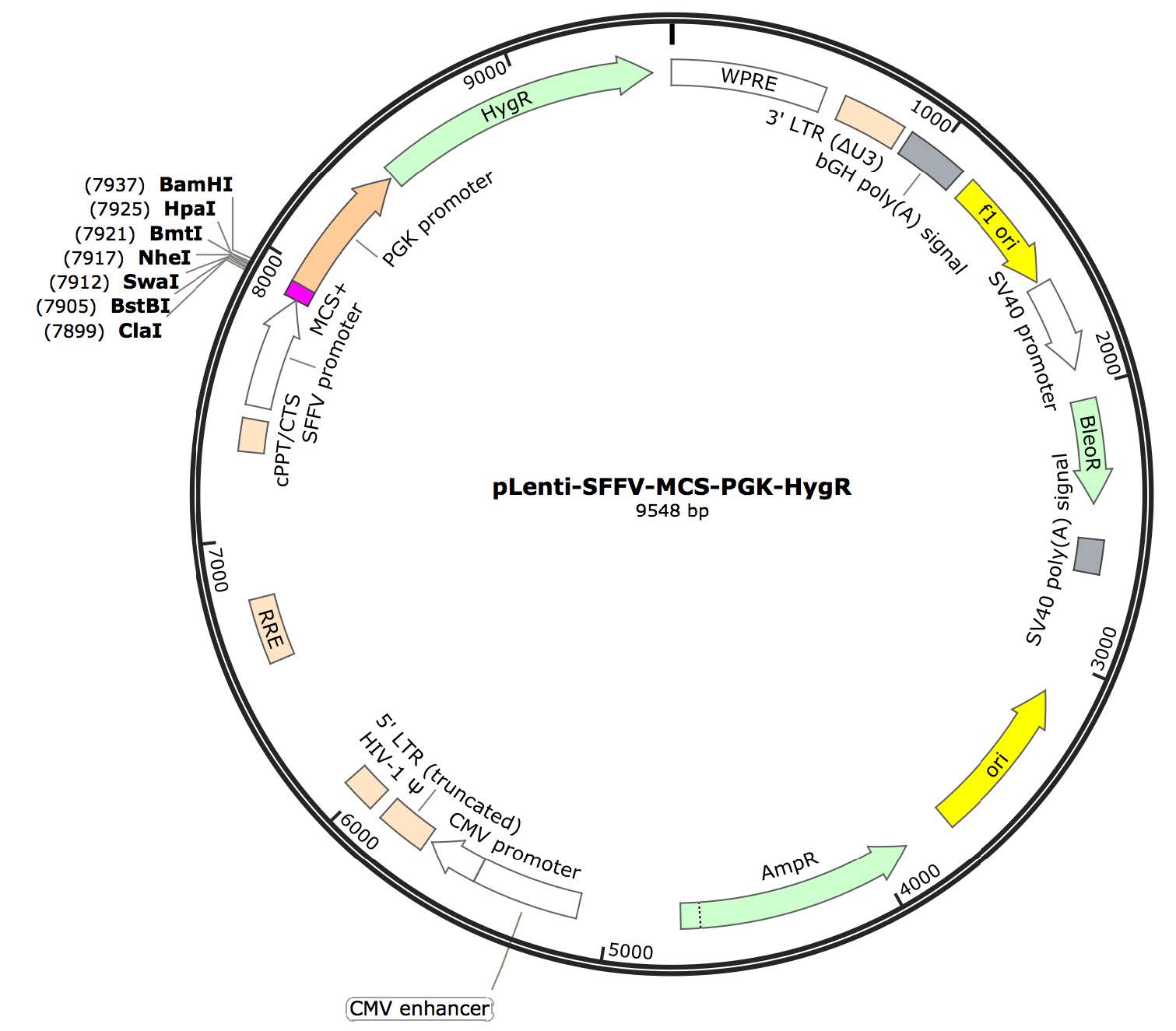 pLenti-SFFV-MCS-PGK-Hygro Lentiviral Expression Vector