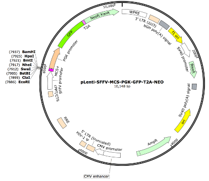 pLenti-SFFV-MCS-PGK-coGFP-T2A-NEO Lentiviral Expression Vector
