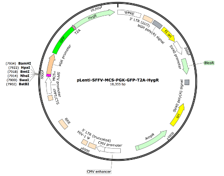 pLenti-SFFV-MCS-PGK-coGFP-T2A-HygR Lentiviral Expression Vector