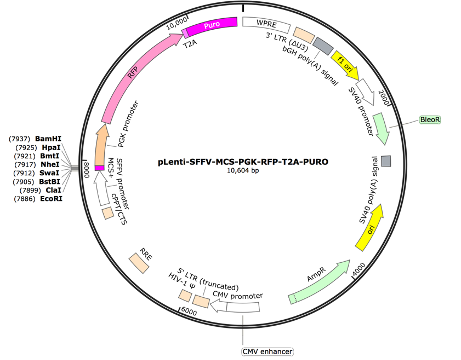 pLenti-SFFV-MCS-PGK-TdTomato-T2A-Puro Lentiviral Expression Vector