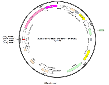 pLenti-SFFV-MCS-EF1-TdTomato-T2A-Puro Lentiviral Expression Vector