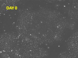 Day 0